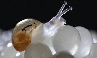 Caracol transparente