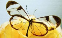 Mariposa transparente