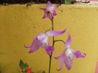 flores