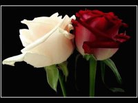 rosas
