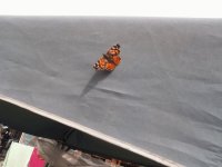 mariposa