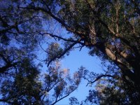 Céu do Parque do Ibirapuera - São Paulo - Brasil