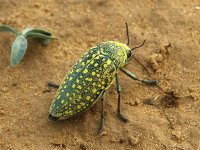 ESCARABAJO DEL DESIERTO