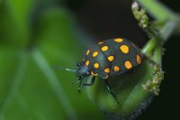ESCARABAJO ESCUDO