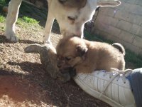 perros