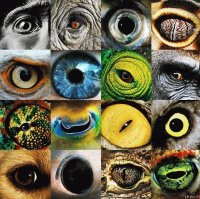 ojos