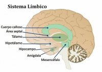 limbico