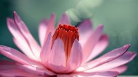 petalas