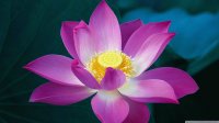 flor de lotus