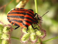 CHINCHE GRAPHOSOMA