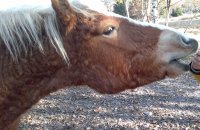 e dammi 'sta carota!