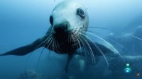 Animales