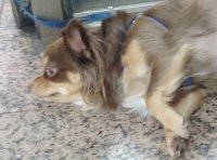 曼尼