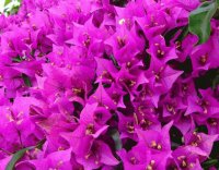 Más flores bellas