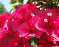 Flores