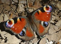 MARIPOSA PAVO REAL