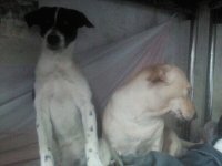 Bella y Alegría