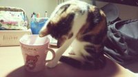 cat