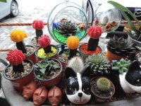 Cactus