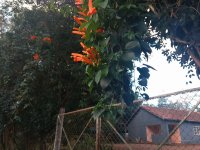 Flor de Cipó São João