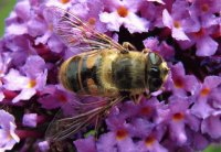 Hoverfly, Cheshire UK