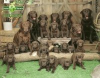 Familia perruna