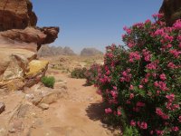 Flores Rosas