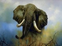 elefante