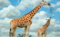 ANIMALES
