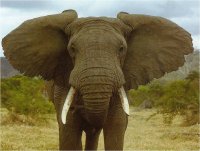 elefante