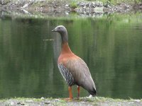 abutarda