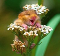 good morning