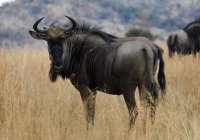 ÑU O (Bisonte) AFRICANO