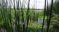 Estero de San José del Cabo