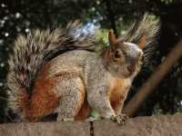 ARDILLA GRIS MEXICANA