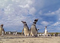 Pinguinos en la Patagonia Argentina
