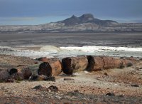 Bosque Petrificado-Santa Cruz(Patagonia Argentina)