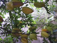 FRUTITAS
