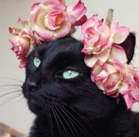 Belleza negra gatuna
