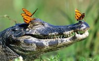 Caimán y mariposas