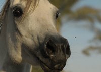 caballo11