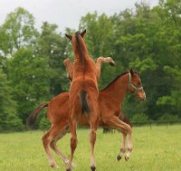 caballos12
