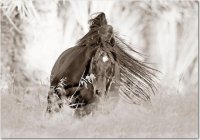 caballos 15
