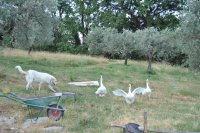 campagna laziale