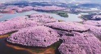 Aerial View of China 's Cherry Blossoms