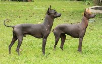 Pila argentino