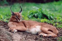 CARACAL O