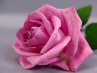 La rosa