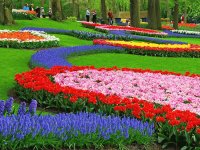 jardin florido