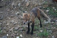 fox